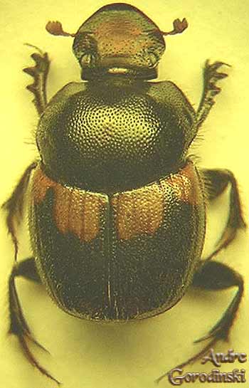 http://www.gorodinski.ru/copr/Onthophagus sobrius.jpg